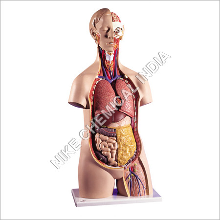 Human Torso Model Human Torso Model