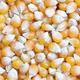 Yellow Corn Yellow Corn