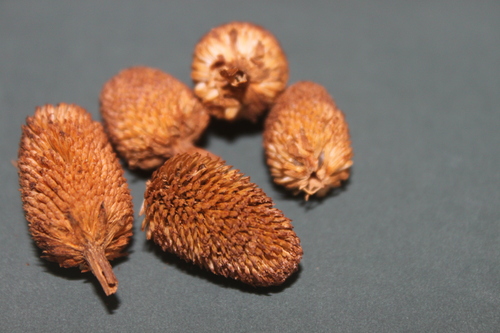 Anacyclus Pyrenthum Root Anacyclus Pyrenthum Root