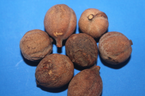 Terminalia Belerica Fruit Extract Terminalia Belerica Fruit Extract