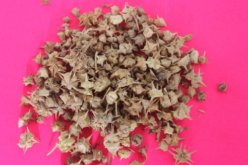Tribulus Terrestsis Fruits Extract Tribulus Terrestsis Fruits Extract