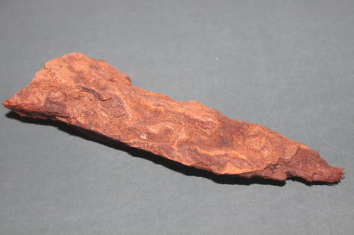 Ficus Lacor Bark Ficus Lacor Bark
