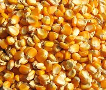 Yellow Maize Yellow Maize