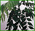 Curry Leaf Curry Leaf