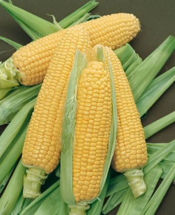 Corn Hybrid Seeds Corn Hybrid Seeds