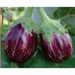 Brinjal Hybrid Seeds Brinjal Hybrid Seeds