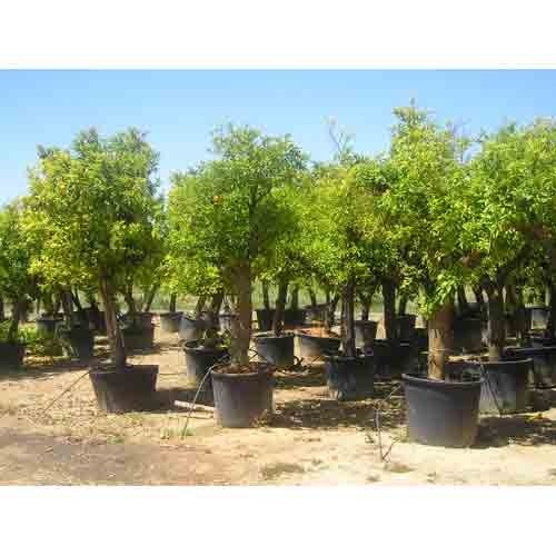 Citrus Aurantium Citrus Aurantium