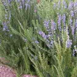Rosemarinum Officinalis Rosemarinum Officinalis