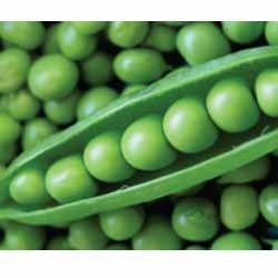 Green Arrow Peas Green Arrow Peas