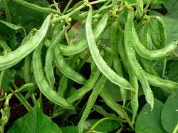 Cluster Bean Seeds Cluster Bean Seeds