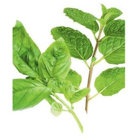 Ocimum Sanctum Leaves Ocimum Sanctum Leaves