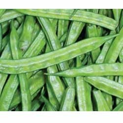Hybrid Cluster Beans Hybrid Cluster Beans