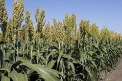Sweet Sorghum Seeds Sweet Sorghum Seeds