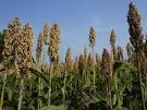 Sweet Sorghum Sweet Sorghum