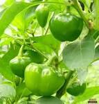 Capsicum Seeds Capsicum Seeds