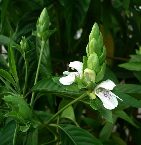 Adhatoda Vasaica Leaves Adhatoda Vasaica Leaves