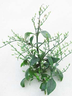 Andrographis Paniculata Herb Extract Andrographis Paniculata Herb Extract