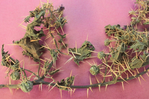 Solanum Xanthocarpum Herb Solanum Xanthocarpum Herb