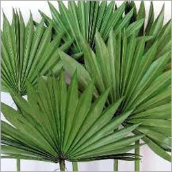 Palm Leaves Palm Leaves