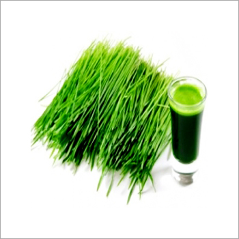 Wheat Grass Extract Wheat Grass Extract