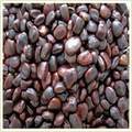 Tamarind Seeds Tamarind Seeds