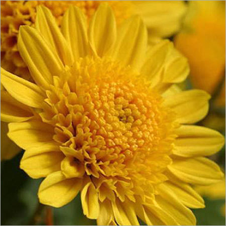 Chrysanthemum Flower Plants Chrysanthemum Flower Plants