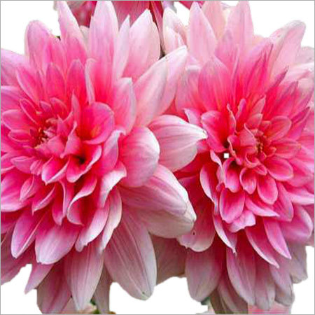 Dahlias Plants Dahlias Plants