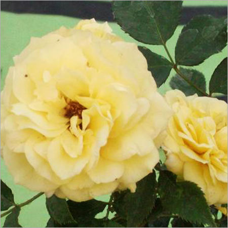Friesia Rose Friesia Rose
