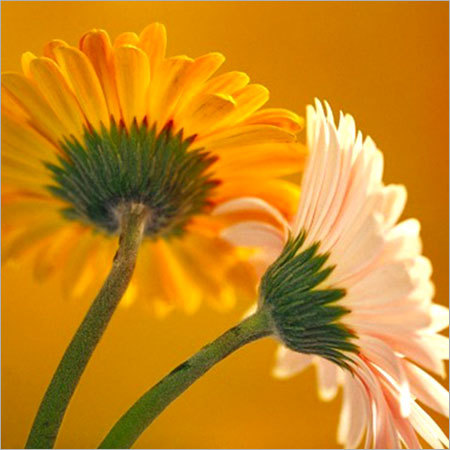 Gerbera Plants Gerbera Plants