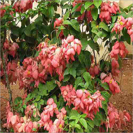 Mussaenda Plants Mussaenda Plants