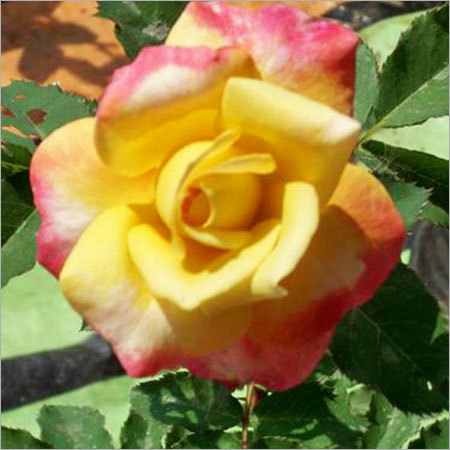 Souviens TOI Flower Plants Souviens TOI Flower Plants