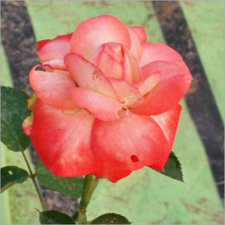 Cabaret Rose Cabaret Rose