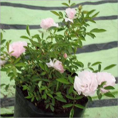 Ahalya Rose Plants Ahalya Rose Plants