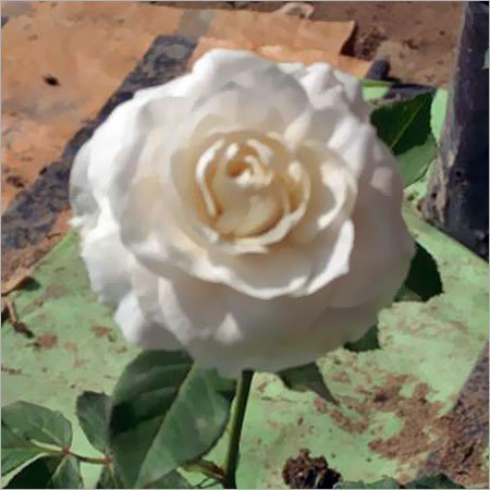 Hemangini Flower Plants Hemangini Flower Plants