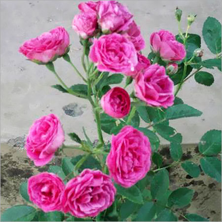 Flomboyant Flower Plants Flomboyant Flower Plants