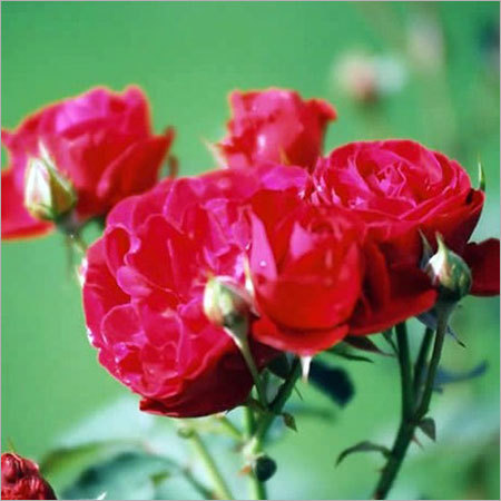 Hybrid Tea Rose Hybrid Tea Rose