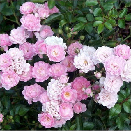 Polyanthus Rose Plants Polyanthus Rose Plants