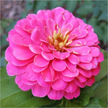 Zinnia Plants Zinnia Plants