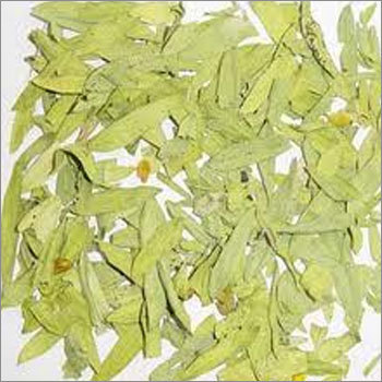 Senna Leaves Senna Leaves