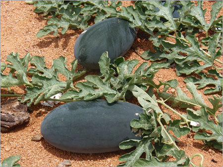 ANMOL Watermelon seeds ANMOL Watermelon seeds
