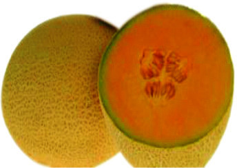 GOLDEN LADY Muskmelon Seeds GOLDEN LADY Muskmelon Seeds