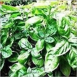 Basil Oil Basil Oil