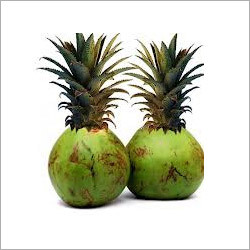 Natural Coconut Extract Natural Coconut Extract