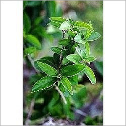Natural Organic Products Natural Organic Products