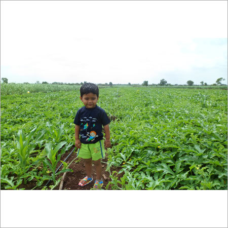 Speciality Fertilisers Speciality Fertilisers