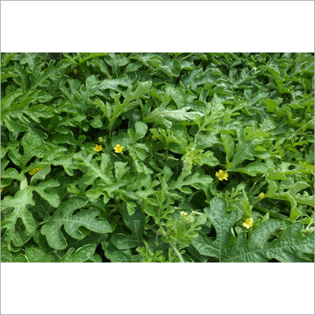Agricultural Grade Chemicals Agricultural Grade Chemicals