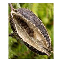 Aromatic seed (Musk seed ,Lata Kasturi) Aromatic seed (Musk seed ,Lata Kasturi)