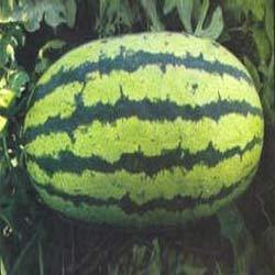 TURBO Watermelon seeds TURBO Watermelon seeds