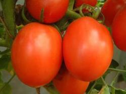 TULSI Tomato seeds TULSI Tomato seeds