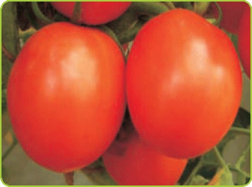 PRIYANKA Tomato Seeds PRIYANKA Tomato Seeds